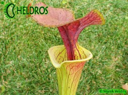 MK F90 Sarracenia Flava var. cuprea
