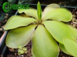 Tłustosz Pinguicula EMARGINATA Form A