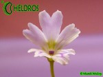 Pinguicula Tłustosz Emarginata RED leaves, pale violet veins