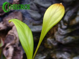 Utricularia PRAETERMISSA