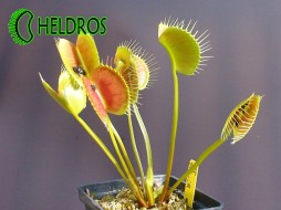 Dionaea Muscipula SPIDER - spiky leafs
