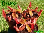 Nepenthes Dzbanecznik BLOODY MARY