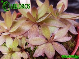 Pinguicula ' RED STARFISH '