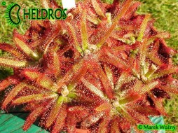 DROSERA LATIFOLIA Jaguariaiva, Paraná state, Brazil - 20 seeds
