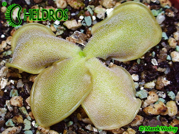 Pinguicula OBLONGILOBA