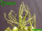 Drosera INDICA