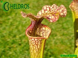 MK H169 Sarracenia x "Joanna"