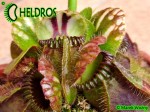 Cephalotus QUEEN MARY