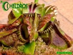 Cephalotus QUEEN MARY