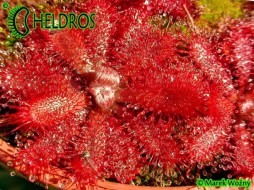 Drosera TOMENTOSA var. tomentosa. Morro do Jambeiro, Brasil - 20 seeds