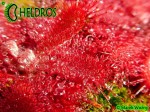 Rosiczka Drosera TOMENTOSA var. tomentosa. Morro do Jambeiro, Grão Mogol, Minas Gerais, Brasil