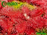 Rosiczka Drosera TOMENTOSA var. tomentosa. Morro do Jambeiro, Grão Mogol, Minas Gerais, Brasil