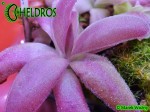 Tłustosz Pinguicula Agnata Red Leafs