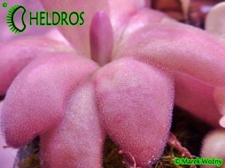 Pinguicula AGNATA 'Red Leaf'