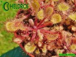 Rosiczka Drosera Collinsiae Mbuluzi River, Swaziland, South Africa
