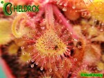 Rosiczka Drosera Collinsiae Mbuluzi River, Swaziland, South Africa