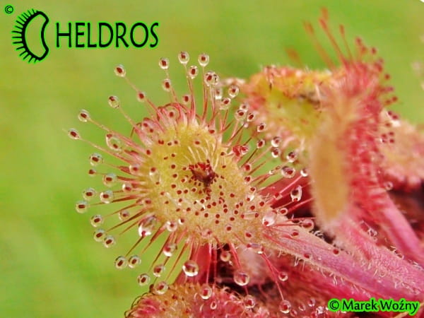 Rosiczka Drosera Collinsiae Mbuluzi River, Swaziland, South Africa