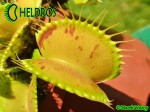 Muchołówka Dionaea PATCHES