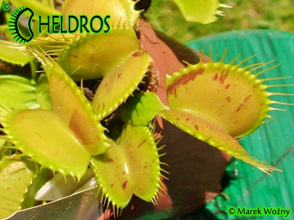 Muchołówka Dionaea PATCHES