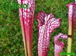 MK L18  Kapturnica Sarracenia Leucophylla Large Pink Lipped, Apalachicola National Forest,W,(PW)