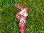 MK L18  Kapturnica Sarracenia Leucophylla Large Pink Lipped, Apalachicola National Forest,W,(PW)