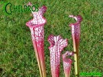 MK L18  Kapturnica Sarracenia Leucophylla Large Pink Lipped, Apalachicola National Forest,W,(PW)