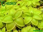 Tłustosz Pinguicula spec. Sierra Mazatecas