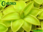 Tłustosz Pinguicula spec. Sierra Mazatecas