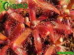 Drosera Latifolia Palmeira, Paraná state, Brazil
