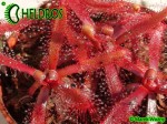 Drosera Latifolia Palmeira, Paraná state, Brazil