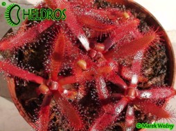 DROSERA LATIFOLIA Palmeira, Paraná state, Brazil - 20 seeds