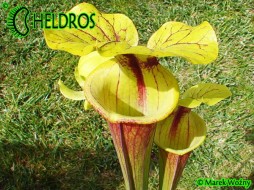 MK F71 Sarracenia Flava var. rubricorpora, Giant Red Tube