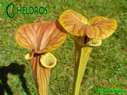 MK F231 Sarracenia Flava var. cuprea Botanique (BB) 2006