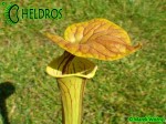 MK F231 Kapturnica Sarracenia Flava var. cuprea Botanique (BB) 2006