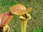 MK F231 Kapturnica Sarracenia Flava var. cuprea Botanique (BB) 2006
