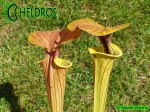 MK F231 Kapturnica Sarracenia Flava var. cuprea Botanique (BB) 2006
