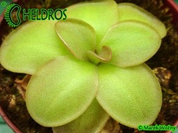 Pinguicula MORANENSIS var. ALBA {San Cristobal} x YUCCA DO 1718