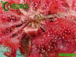 Rosiczka Drosera SPATULATA Hong Kong
