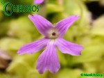 Tłustosz Pinguicula NIKLAS