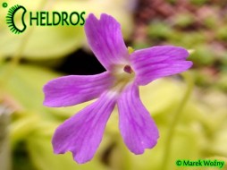 Pinguicula 'NIKLAS'