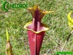 MK F124 Kapturnica Sarracenia Flava var. rubricorpora very dark, Don Schnell (= dark redblack, Potterton &amp; MMar.tKin.).