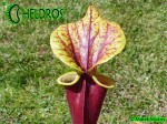 MK F124 Kapturnica Sarracenia Flava var. rubricorpora very dark, Don Schnell (= dark redblack, Potterton &amp; MMar.tKin.).