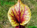 MK F124 Kapturnica Sarracenia Flava var. rubricorpora very dark, Don Schnell (= dark redblack, Potterton &amp; MMar.tKin.).