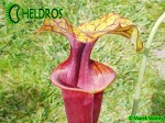 MK F124 Kapturnica Sarracenia Flava var. rubricorpora very dark, Don Schnell (= dark redblack, Potterton &amp; MMar.tKin.).