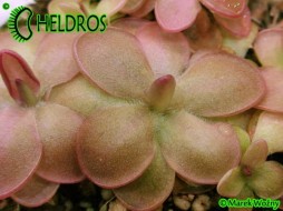 Pinguicula spec. 'GUATEMALA, 3100 m.n.m.'