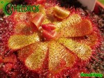 Rosiczka Drosera admirabilis sp 'floating', Bainskloof