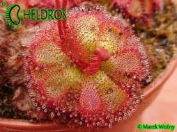 DROSERA ADMIRABILIS sp 'FLOATING' - 20 seeds