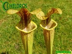 MK H194 Kapturnica Sarracenia x ‘Hugh Jampton’