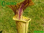 MK H194 Kapturnica Sarracenia x ‘Hugh Jampton’