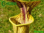 MK H194 Kapturnica Sarracenia x ‘Hugh Jampton’